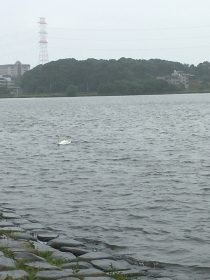手賀沼公園にて（白鳥もいた）