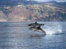 ドルフィン・ウォッチング　