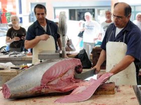 フンシャルの市場