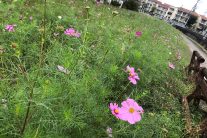 コスモスの咲き始めたコスモスふれあいロード